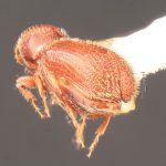 male | Image Author: TH Atkinson | Florida State Collection of Arthropods, Gainesville, Florida | types Micracis ovatus Wood 1956 | paratype | Teziutlan, 5 mi NE | Collection: Entomology