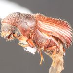 male | Image Author: TH Atkinson | Florida State Collection of Arthropods, Gainesville, Florida | paratype Hylocurus aequalis Wood | paratype | Itaara | Collection: Entomology