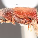 male | Image Author: TH Atkinson | Florida State Collection of Arthropods, Gainesville, Florida | paratype Hylocurus aequalis Wood | paratype | Itaara | Collection: Entomology