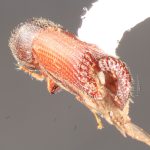 male | Image Author: TH Atkinson | Florida State Collection of Arthropods, Gainesville, Florida | paratype Hylocurus aequalis Wood | paratype | Itaara | Collection: Entomology
