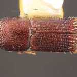 male | Image Author: TH Atkinson | Florida State Collection of Arthropods, Gainesville, Florida | Nova Teutonia | Collection: Entomology
