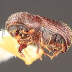 male | Image Author: TH Atkinson | Florida State Collection of Arthropods, Gainesville, Florida | Nova Teutonia | Collection: Entomology