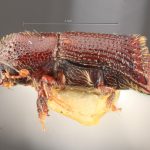 male | Image Author: TH Atkinson | Florida State Collection of Arthropods, Gainesville, Florida | Nova Teutonia | Collection: Entomology