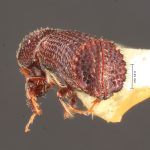 male | Image Author: TH Atkinson | Florida State Collection of Arthropods, Gainesville, Florida | Nova Teutonia | Collection: Entomology