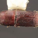female | Image Author: TH Atkinson | Florida State Collection of Arthropods, Gainesville, Florida | Nova Teutonia | Collection: Entomology