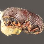 female | Image Author: TH Atkinson | Florida State Collection of Arthropods, Gainesville, Florida | Nova Teutonia | Collection: Entomology