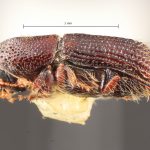 female | Image Author: TH Atkinson | Florida State Collection of Arthropods, Gainesville, Florida | Nova Teutonia | Collection: Entomology