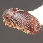 female | Image Author: TH Atkinson | Florida State Collection of Arthropods, Gainesville, Florida | Nova Teutonia | Collection: Entomology