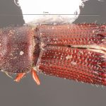 male | Image Author: TH Atkinson | Florida State Collection of Arthropods, Gainesville, Florida | paratype Hylocurus inaequidens Wood | paratype | Telêmaco Borba | Collection: Entomology