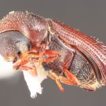 male | Image Author: TH Atkinson | Florida State Collection of Arthropods, Gainesville, Florida | paratype Hylocurus inaequidens Wood | paratype | Telêmaco Borba | Collection: Entomology
