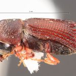 male | Image Author: TH Atkinson | Florida State Collection of Arthropods, Gainesville, Florida | paratype Hylocurus inaequidens Wood | paratype | Telêmaco Borba | Collection: Entomology