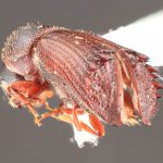 male | Image Author: TH Atkinson | Florida State Collection of Arthropods, Gainesville, Florida | paratype Hylocurus inaequidens Wood | paratype | Telêmaco Borba | Collection: Entomology