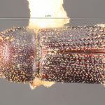 male | Image Author: TH Atkinson | Florida State Collection of Arthropods, Gainesville, Florida | paratype Hylocurus robustus Schedl | paratype | Nova Teutonia | Collection: Entomology