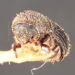 male | Image Author: TH Atkinson | Florida State Collection of Arthropods, Gainesville, Florida | paratype Hylocurus robustus Schedl | paratype | Nova Teutonia | Collection: Entomology