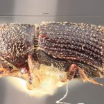 male | Image Author: TH Atkinson | Florida State Collection of Arthropods, Gainesville, Florida | paratype Hylocurus robustus Schedl | paratype | Nova Teutonia | Collection: Entomology