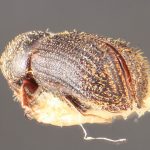 male | Image Author: TH Atkinson | Florida State Collection of Arthropods, Gainesville, Florida | paratype Hylocurus robustus Schedl | paratype | Nova Teutonia | Collection: Entomology