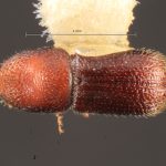 female | Image Author: TH Atkinson | Florida State Collection of Arthropods, Gainesville, Florida | allotype Hylocurus scitulus  Wood | allotype | Chamela | Collection: Entomology