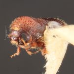 female | Image Author: TH Atkinson | Florida State Collection of Arthropods, Gainesville, Florida | allotype Hylocurus scitulus  Wood | allotype | Chamela | Collection: Entomology