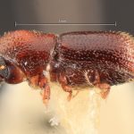 female | Image Author: TH Atkinson | Florida State Collection of Arthropods, Gainesville, Florida | allotype Hylocurus scitulus  Wood | allotype | Chamela | Collection: Entomology