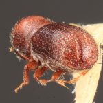 female | Image Author: TH Atkinson | Florida State Collection of Arthropods, Gainesville, Florida | allotype Hylocurus scitulus  Wood | allotype | Chamela | Collection: Entomology