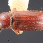 Image Author: TH Atkinson | Florida State Collection of Arthropods, Gainesville, Florida | Shismay | Collection: Entomology