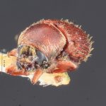 Image Author: TH Atkinson | Florida State Collection of Arthropods, Gainesville, Florida | Shismay | Collection: Entomology