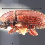 Image Author: TH Atkinson | Florida State Collection of Arthropods, Gainesville, Florida | Shismay | Collection: Entomology