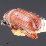 Image Author: TH Atkinson | Florida State Collection of Arthropods, Gainesville, Florida | Shismay | Collection: Entomology