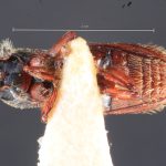 Image Author: TH Atkinson | Florida State Collection of Arthropods, Gainesville, Florida | Shismay | Collection: Entomology