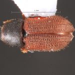 female | Image Author: TH Atkinson | Florida State Collection of Arthropods, Gainesville, Florida | paratype Xylechinosomus lucianae  Mecke | paratype | São Francisco de Paula | Collection: Entomology