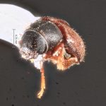 female | Image Author: TH Atkinson | Florida State Collection of Arthropods, Gainesville, Florida | paratype Xylechinosomus lucianae  Mecke | paratype | São Francisco de Paula | Collection: Entomology