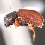 female | Image Author: TH Atkinson | Florida State Collection of Arthropods, Gainesville, Florida | paratype Xylechinosomus lucianae  Mecke | paratype | São Francisco de Paula | Collection: Entomology
