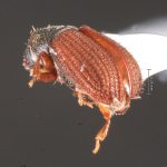 female | Image Author: TH Atkinson | Florida State Collection of Arthropods, Gainesville, Florida | paratype Xylechinosomus lucianae  Mecke | paratype | São Francisco de Paula | Collection: Entomology