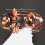 female | Image Author: TH Atkinson | Florida State Collection of Arthropods, Gainesville, Florida | paratype Xylechinosomus lucianae  Mecke | paratype | São Francisco de Paula | Collection: Entomology