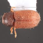 male | Image Author: TH Atkinson | Florida State Collection of Arthropods, Gainesville, Florida | paratype Xylechinosomus lucianae  Mecke | paratype | São Francisco de Paula | Collection: Entomology
