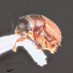male | Image Author: TH Atkinson | Florida State Collection of Arthropods, Gainesville, Florida | paratype Xylechinosomus lucianae  Mecke | paratype | São Francisco de Paula | Collection: Entomology