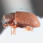 male | Image Author: TH Atkinson | Florida State Collection of Arthropods, Gainesville, Florida | paratype Xylechinosomus lucianae  Mecke | paratype | São Francisco de Paula | Collection: Entomology
