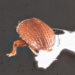 male | Image Author: TH Atkinson | Florida State Collection of Arthropods, Gainesville, Florida | paratype Xylechinosomus lucianae  Mecke | paratype | São Francisco de Paula | Collection: Entomology