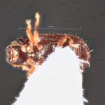 male | Image Author: TH Atkinson | Florida State Collection of Arthropods, Gainesville, Florida | paratype Xylechinosomus lucianae  Mecke | paratype | São Francisco de Paula | Collection: Entomology