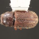 male | Image Author: TH Atkinson | Florida State Collection of Arthropods, Gainesville, Florida | Curitiba | Collection: Entomology