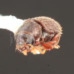 male | Image Author: TH Atkinson | Florida State Collection of Arthropods, Gainesville, Florida | Curitiba | Collection: Entomology
