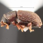 male | Image Author: TH Atkinson | Florida State Collection of Arthropods, Gainesville, Florida | Curitiba | Collection: Entomology