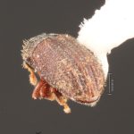 male | Image Author: TH Atkinson | Florida State Collection of Arthropods, Gainesville, Florida | Curitiba | Collection: Entomology