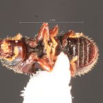 male | Image Author: TH Atkinson | Florida State Collection of Arthropods, Gainesville, Florida | Curitiba | Collection: Entomology