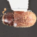 female | Image Author: TH Atkinson | Florida State Collection of Arthropods, Gainesville, Florida | Curitiba | Collection: Entomology