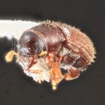 female | Image Author: TH Atkinson | Florida State Collection of Arthropods, Gainesville, Florida | Curitiba | Collection: Entomology