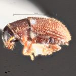 female | Image Author: TH Atkinson | Florida State Collection of Arthropods, Gainesville, Florida | Curitiba | Collection: Entomology