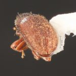 female | Image Author: TH Atkinson | Florida State Collection of Arthropods, Gainesville, Florida | Curitiba | Collection: Entomology