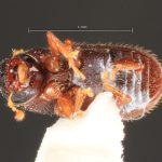 female | Image Author: TH Atkinson | Florida State Collection of Arthropods, Gainesville, Florida | Curitiba | Collection: Entomology