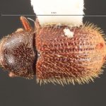 male | Image Author: TH Atkinson | Florida State Collection of Arthropods, Gainesville, Florida | Curitiba | Collection: Entomology